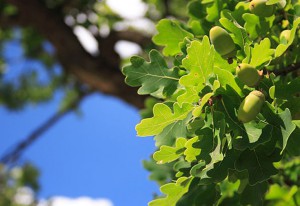 acorns